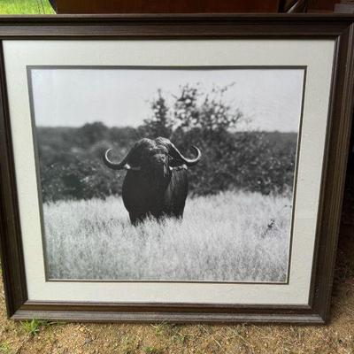 Water Buffalo Framed Photograph

