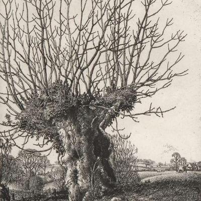 STANLEY ROY BADMIN (1906-1989) | The Old Ash, 1929. Etching. Sheet 10 x 7.5 in. Pencil signed and ed. 38/40 lower margin - w. 12 x h. 16...