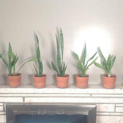 Potted Mother In laws Tongue 7 Live Plants
