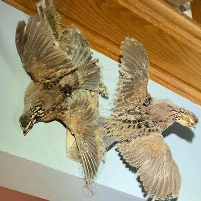 (3) Taxidermy Wall Birds
