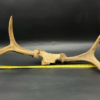 Gigantic Antlers
