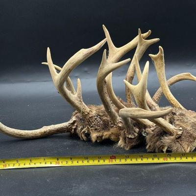 (6) Antlers
