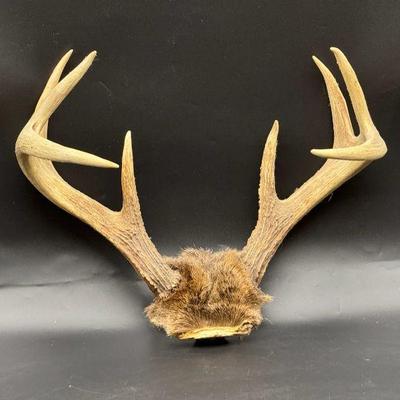 Decent Sized Antlers
