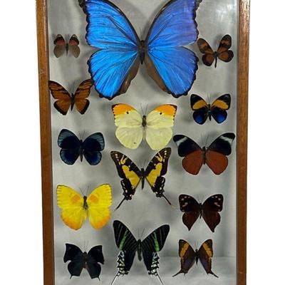 Museum Butterfly Display