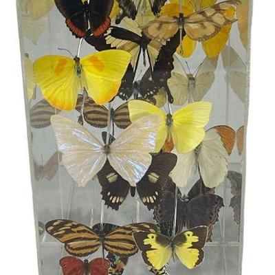 Encased Butterfly Display "Butterflies in Flight"