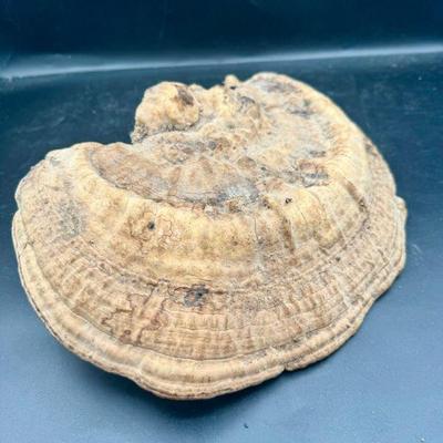 Huge Natural Tree Shelf Mushroom
