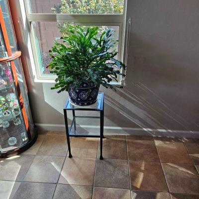 Plant & Stand