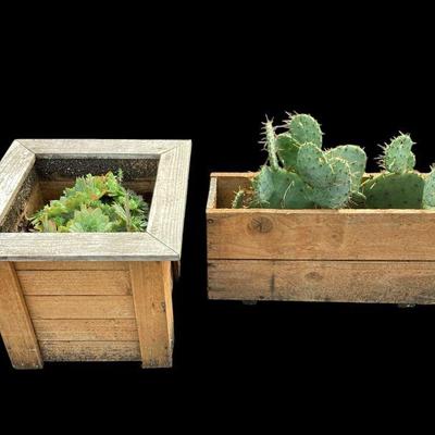 ROMA518 Two Succulent Planters	One square boxed planter with succulents (17x17x14), one rectangular with cactus (24x7x12)
