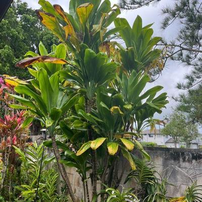 MMB172 Green Ti Leaf Plant Cuttings 