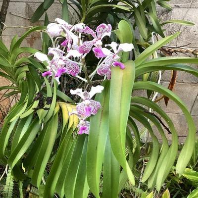 MMB174 Vanda Orchid Plant Cuttings