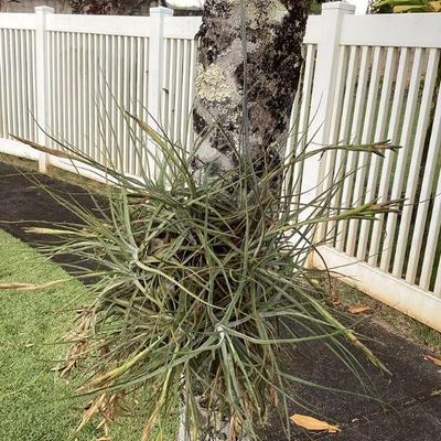 MMB178 Large Hanging Tillandsia Air Plant “Ball”