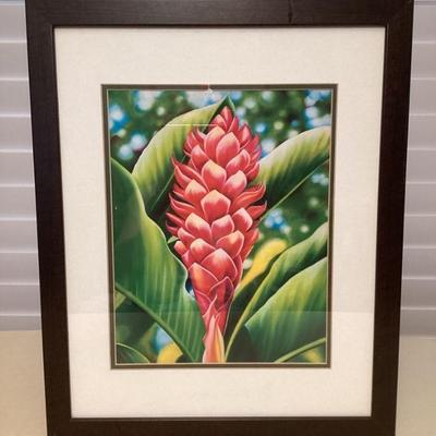 MMB062 Framed Picture Of A Red Torch Ginger Flower