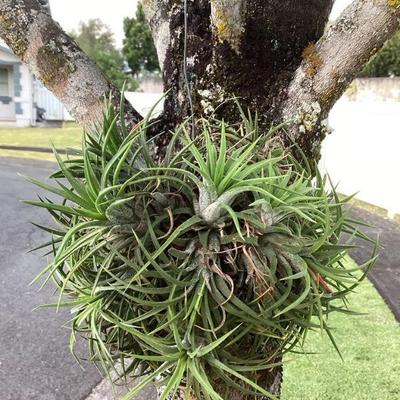 MMB177 Hanging Tillandsia Air Plant “Ball”