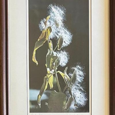 Signed Richard Kauffman " Seed Pods" Photograph In Frame