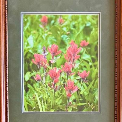 Signed Erik Stensland Indian Paint Brush Photograph In Frame RMNP