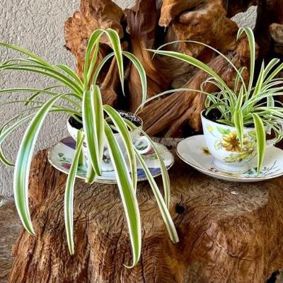 Vintage Tea Cups And Saucers With Live Spider Plants