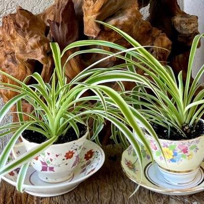 2 Vintage Tea Cups And Saucers With Live Spider Plants