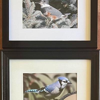 Pair Of Bryan Daniel Original Photographs - Kingfisher And Bluejay