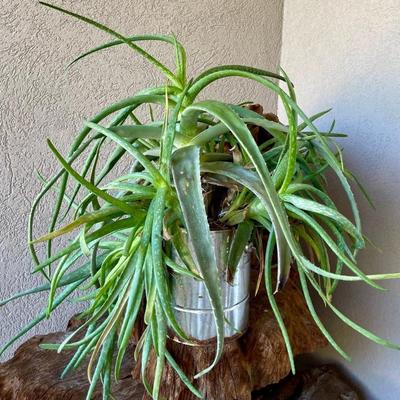 Live Aloe Plant In Metal Tin
