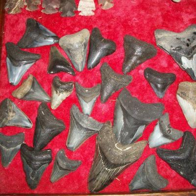 Collection of larger Shark Teeth