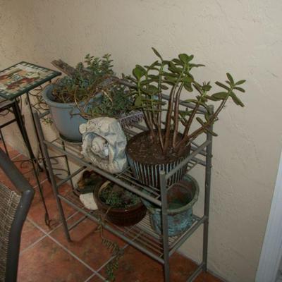 Real Plants ; Plant stands.
