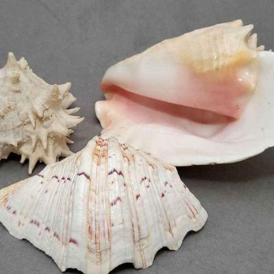 Sea Shells