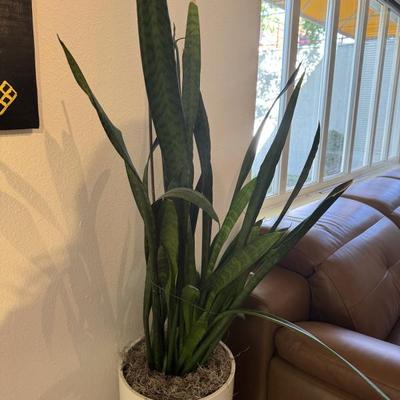 Live plant 