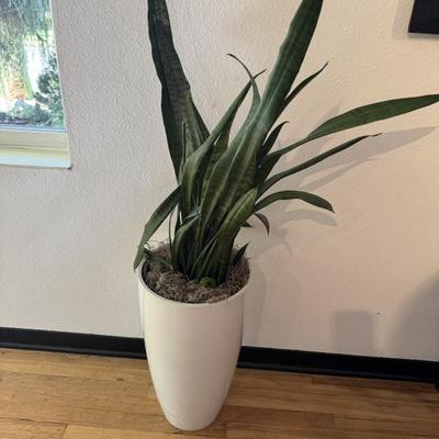 Live plant ? 