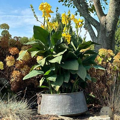 LARGE COPPER BASIN | Large copper basin with handles. - h. 14 x dia. 24 in

