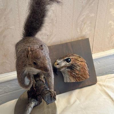 Taxidermy Squirrel