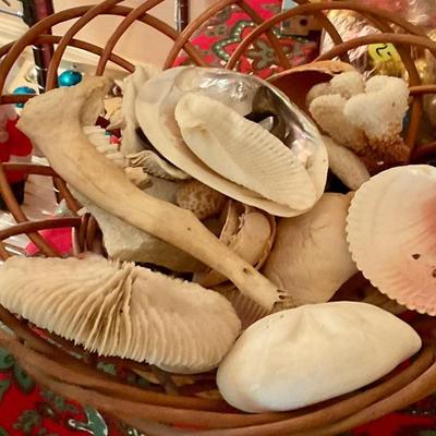 Sand dollars, coral 