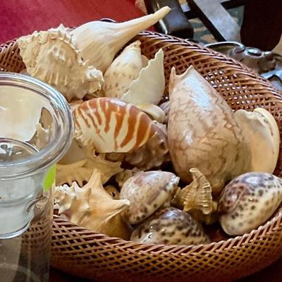 Lots of fine sea shells