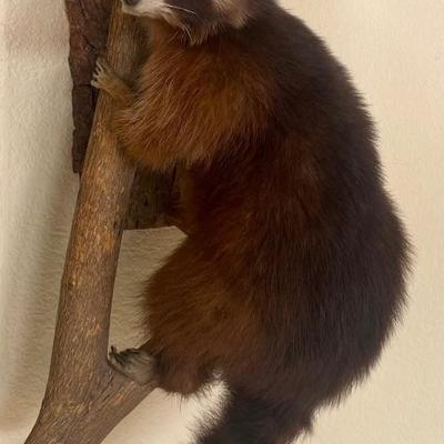 1960's Authentic Taxidermy Racoon On Log Wall Mount