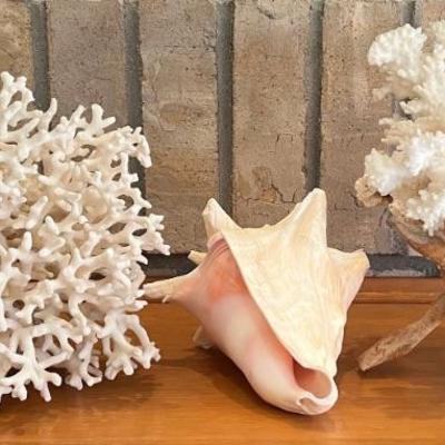 (2) Natural White Coral Specimens - (1) With Wood Stand, And Conch Shell 