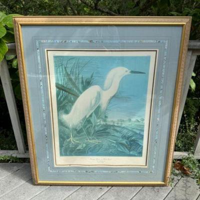 J.J Audubon's Snowy Heron or White Egret: 1835 R. Havell Engraving	