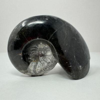 Large Fossilized Stone from Morocco	