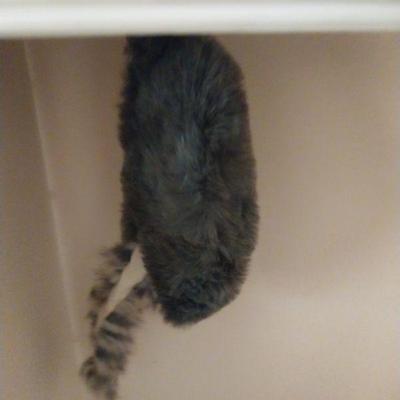 Fur hat