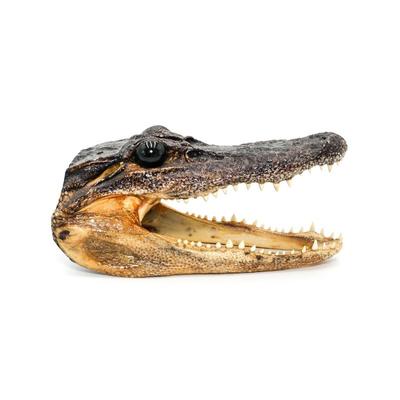 Taxidermy Genuine Preserved Alligator Head