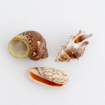 3 Pcs Assorted Sea Shells
