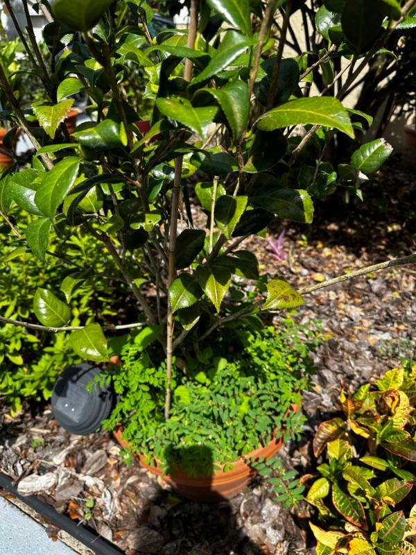 It’s Showtime back in Apopka!