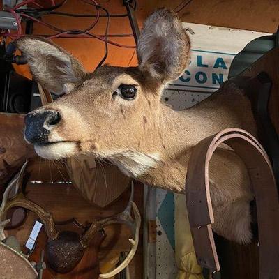 taxidermy, antler mounts