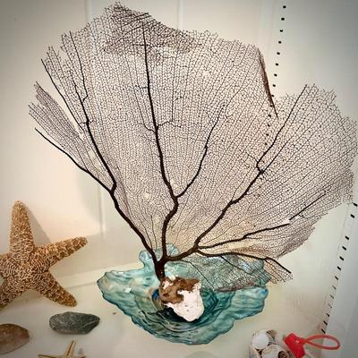Sea shell plates, conch book ends, and sea shells
