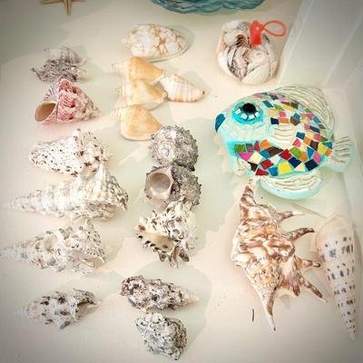 Sea shell plates, conch book ends, and sea shells