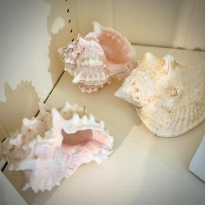 Sea shell plates, conch book ends, and sea shells