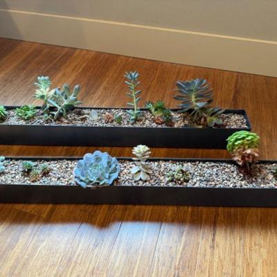 Two 32" Stainless Steel Planters w/ Succulents & Cacti - Set 3	