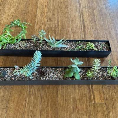 Two 32" Stainless Steel Planters w/ Succulents & Cacti - Set 4	