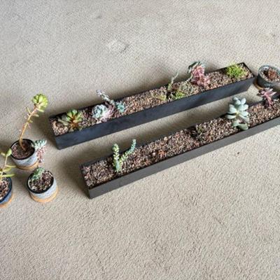 Two 32" Stainless Steel Planters w/ Succulents & 5 Small Planters	