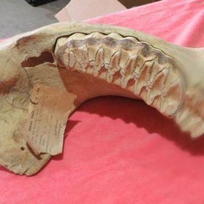 vintage elephant mandril with teeth