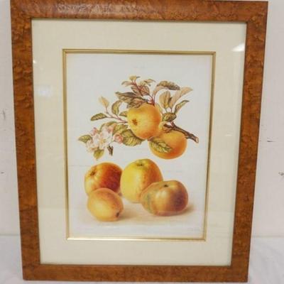 1064	FRAMED FRUIT ENGRAVING IN BIRDS EYE MAPLE FRAME, APPROXIMATELY 19 IN X 23 IN
