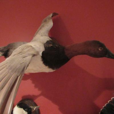 Wood duck mount